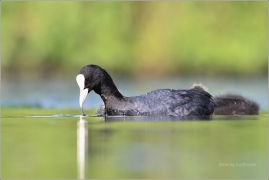 <p>LYSKA ČERNÁ (Fulica atra) /Eurasian coot - Blässhunh/</p>